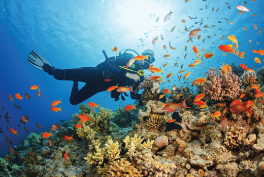 Plongées sous marine - Côte sous le Vent - Guadeloupe - Les Heures Saines